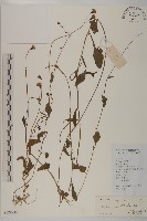 小葉一點紅藏品圖，第1張