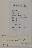 小葉一點紅藏品圖，第2張