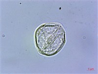 華南赤車藏品圖，第1張