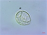 華南赤車藏品圖，第2張