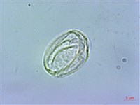 華南赤車藏品圖，第3張