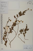 油菊、野菊藏品圖，第1張
