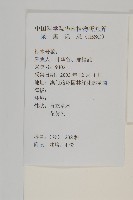 油菊、野菊藏品圖，第2張