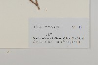 油菊、野菊藏品圖，第3張