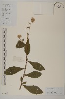 七里明艾納香藏品圖，第1張