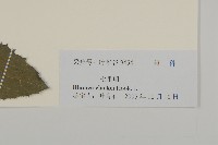 七里明艾納香藏品圖，第3張