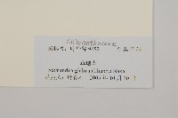 草珊瑚、紅果金粟蘭藏品圖，第3張