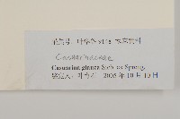 銀木麻黃藏品圖，第3張