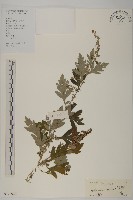 艾、五月艾藏品圖，第1張