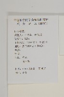 艾、五月艾藏品圖，第2張