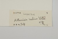 艾、五月艾藏品圖，第3張