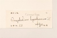 秋鼠麴草藏品圖，第2張