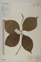 多穗金粟蘭藏品圖，第1張