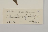 多穗金粟蘭藏品圖，第3張