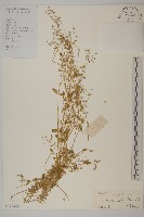 繁縷藏品圖，第1張