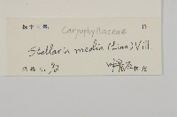 繁縷藏品圖，第3張