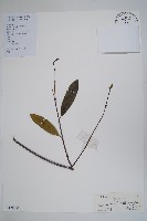 小錦蘭藏品圖，第1張