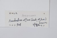 小錦蘭藏品圖，第2張