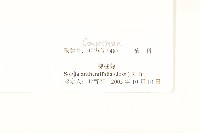 假吐金菊藏品圖，第3張