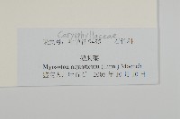 牛繁縷藏品圖，第3張