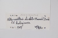 紅龍草藏品圖，第2張