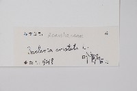 假杜鵑藏品圖，第2張