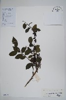 密毛假黃楊藏品圖，第1張