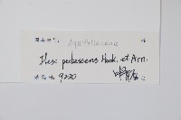 密毛假黃楊藏品圖，第2張