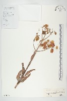 落地生根藏品圖，第1張