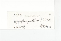 落地生根藏品圖，第3張