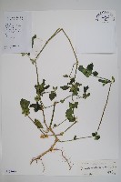 華九頭獅子草藏品圖，第1張