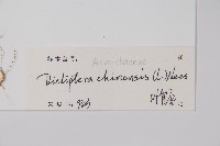 華九頭獅子草藏品圖，第2張