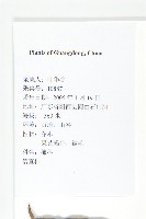 信宜柿藏品圖，第2張