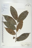 信宜柿藏品圖，第4張