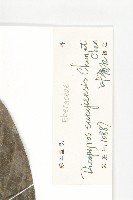 信宜柿藏品圖，第6張