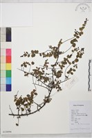 小葉黃鱔藤藏品圖，第1張