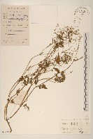 小米菊藏品圖，第1張