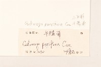 小米菊藏品圖，第3張