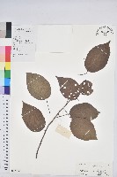 扛香藤藏品圖，第1張