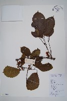 京梨獼猴桃藏品圖，第1張