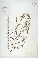 登錄號:S129004藏品圖，第1張