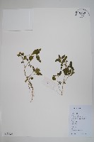 爵床藏品圖，第1張