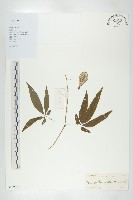 叉指葉栝樓藏品圖，第1張