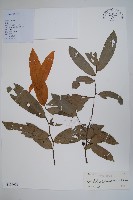 沙堡暗羅藏品圖，第1張