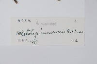 沙堡暗羅藏品圖，第2張