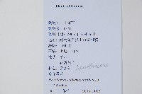 疏花馬藍藏品圖，第2張