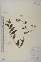 三脈紫菀狹葉變種藏品圖，第1張