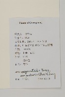 三脈紫菀狹葉變種藏品圖，第2張