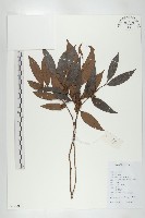 軟毛柿藏品圖，第1張