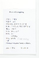 軟毛柿藏品圖，第2張